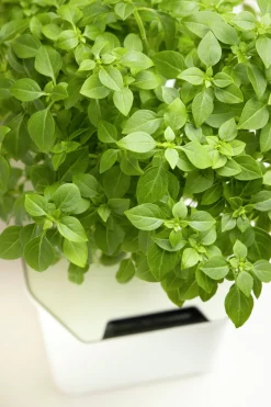 Fröer Basilika Balkan Star Småblad Hydroponisk>Nelson Garden Discount