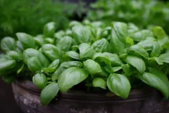 Fröer Basilika Grön Loki Organic>Nelson Garden Discount