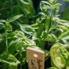 Fröer Basilika Loki Grön Organic>Nelson Garden Hot