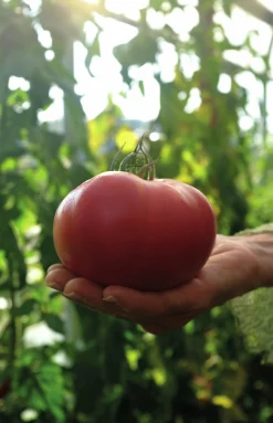 Fröer Bifftomat Gigantomo F1 Hög>Nelson Garden Best