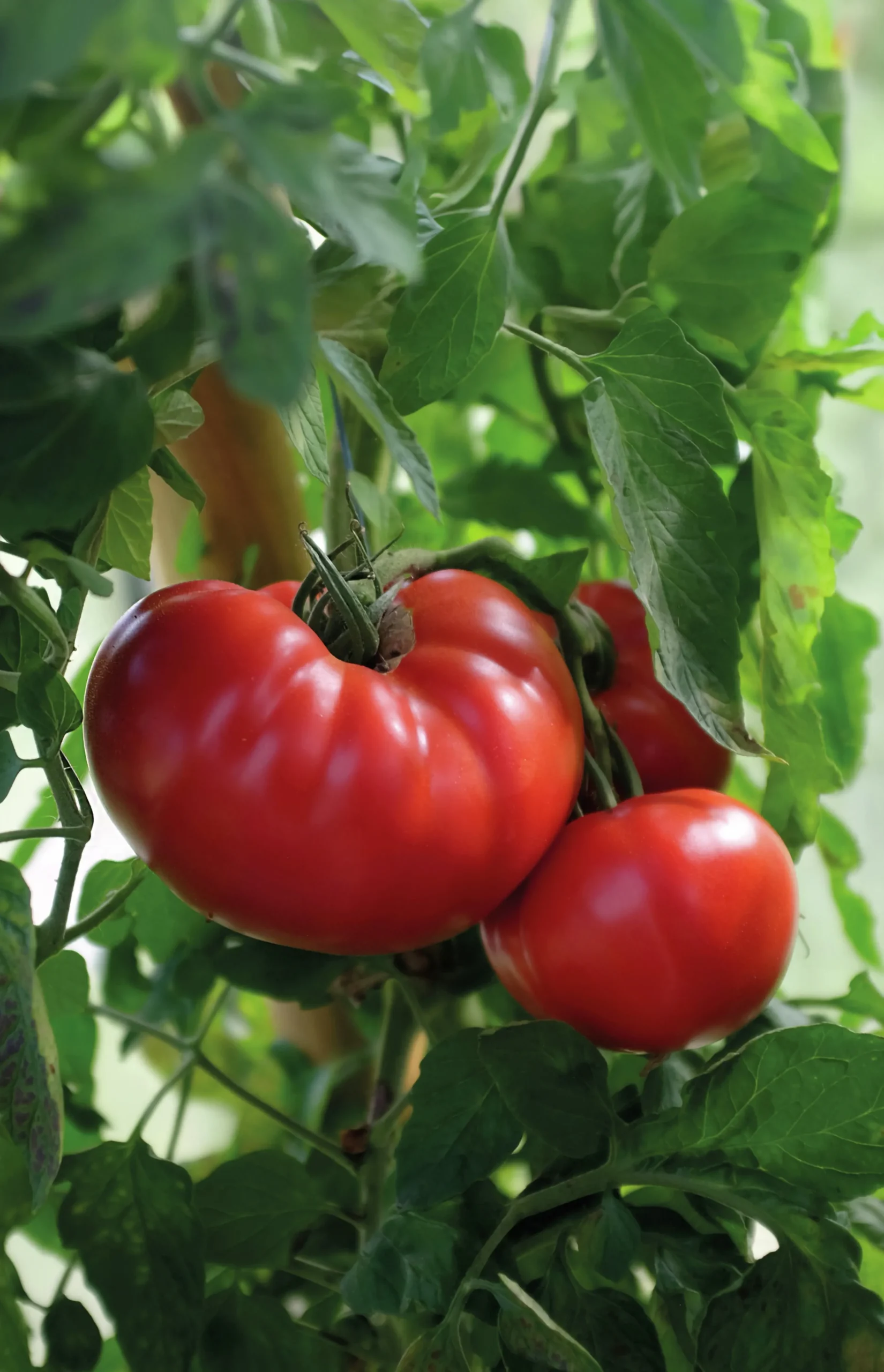 Fröer Bifftomat Gigantomo F1 Hög>Nelson Garden Best