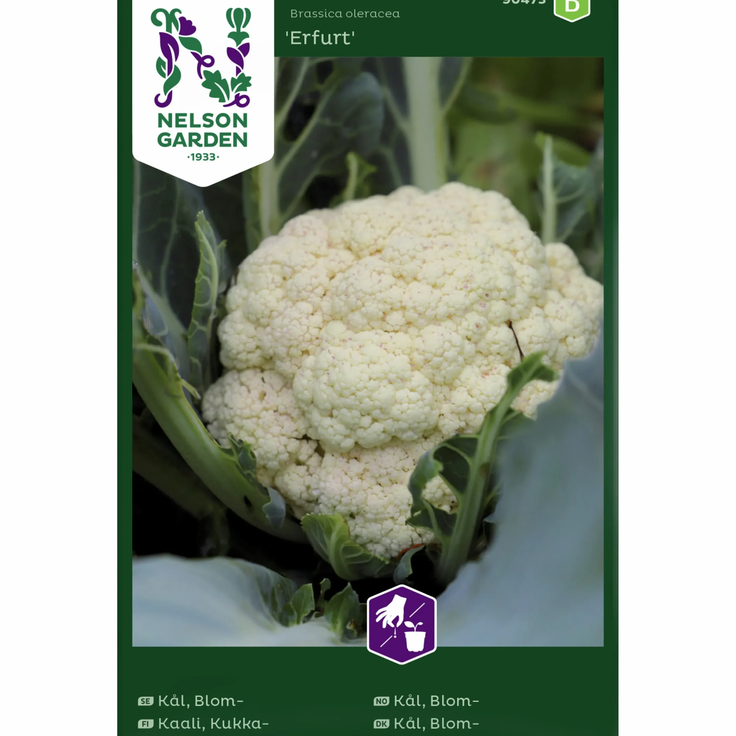 Fröer Blomkål Erfurt>Nelson Garden Online