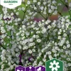Fröer Brudslöja Enkel Vit>Nelson Garden Sale