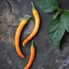 Fröer Chilipeppar Kilián Orange>Nelson Garden Sale