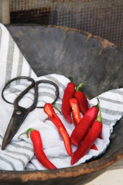 Fröer Chilipeppar Hyper F1>Nelson Garden Clearance