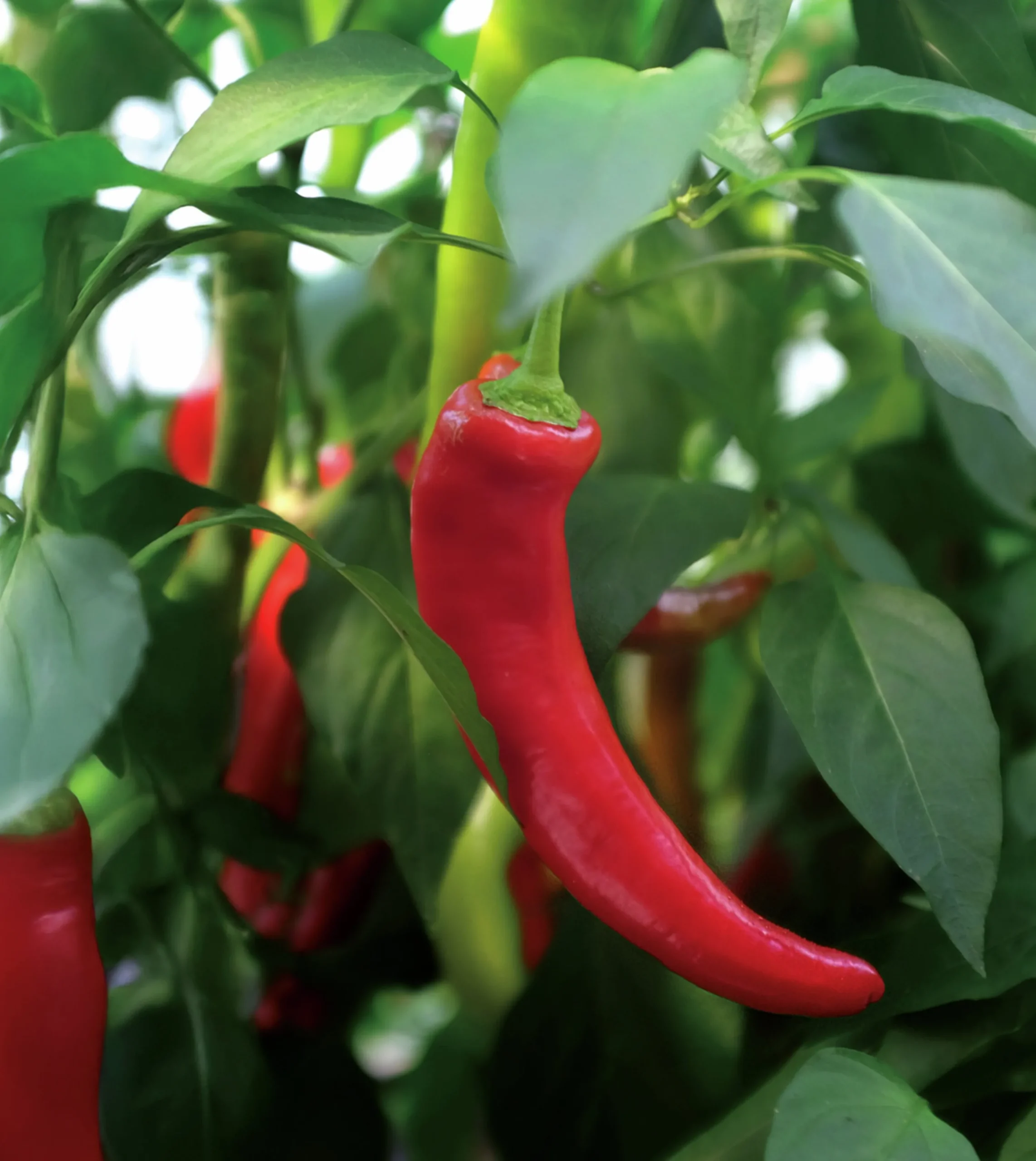 Fröer Chilipeppar Hyper F1>Nelson Garden Clearance