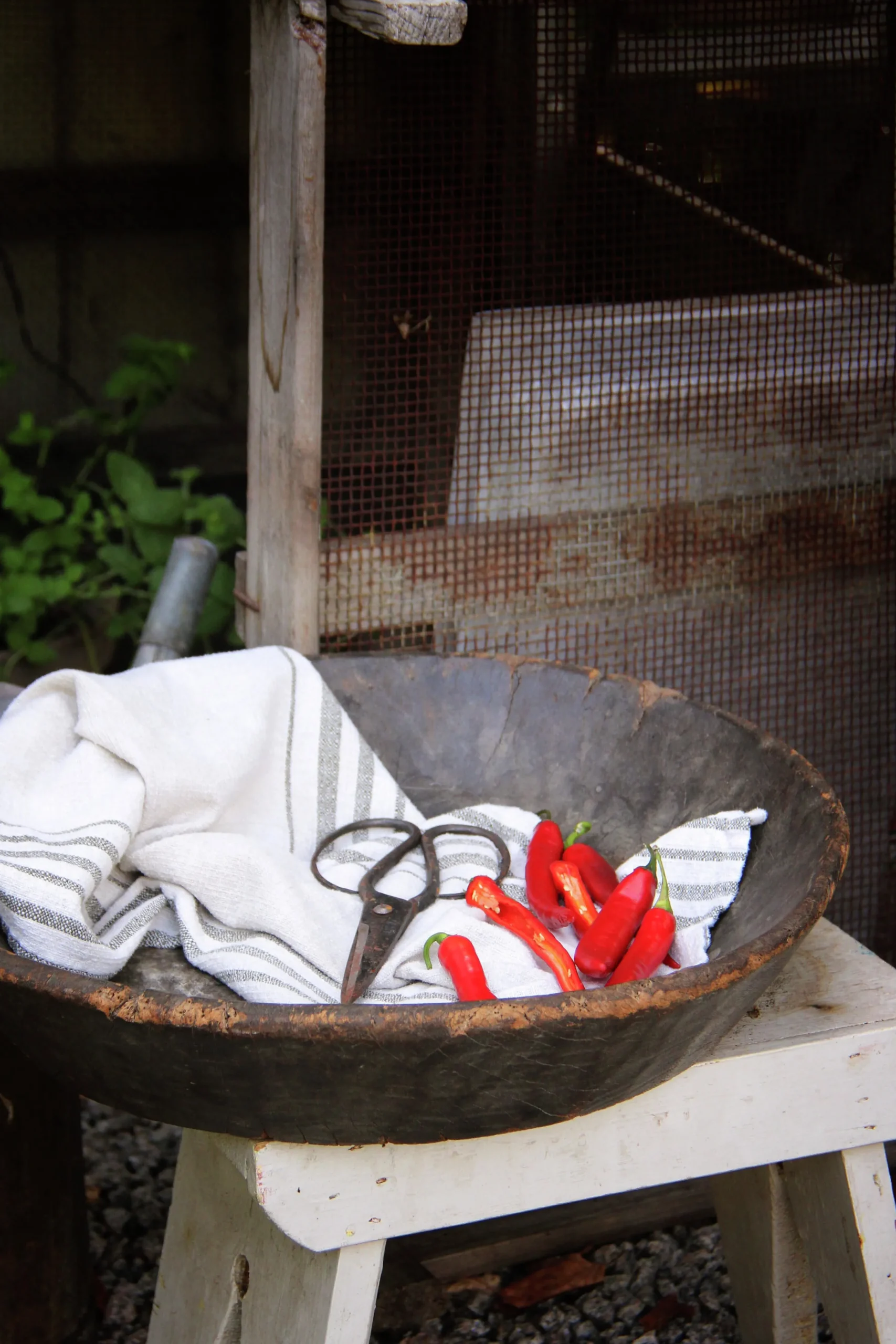 Fröer Chilipeppar Hyper F1>Nelson Garden Clearance