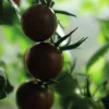 Fröer Cocktailtomat Black Cherry Hög Organic>Nelson Garden New