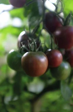 Fröer Cocktailtomat Black Cherry Hög Organic>Nelson Garden New