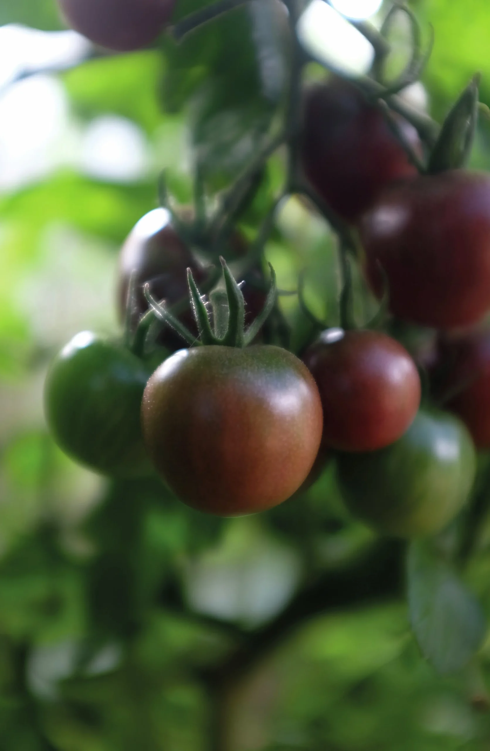Fröer Cocktailtomat Black Cherry Hög Organic>Nelson Garden New