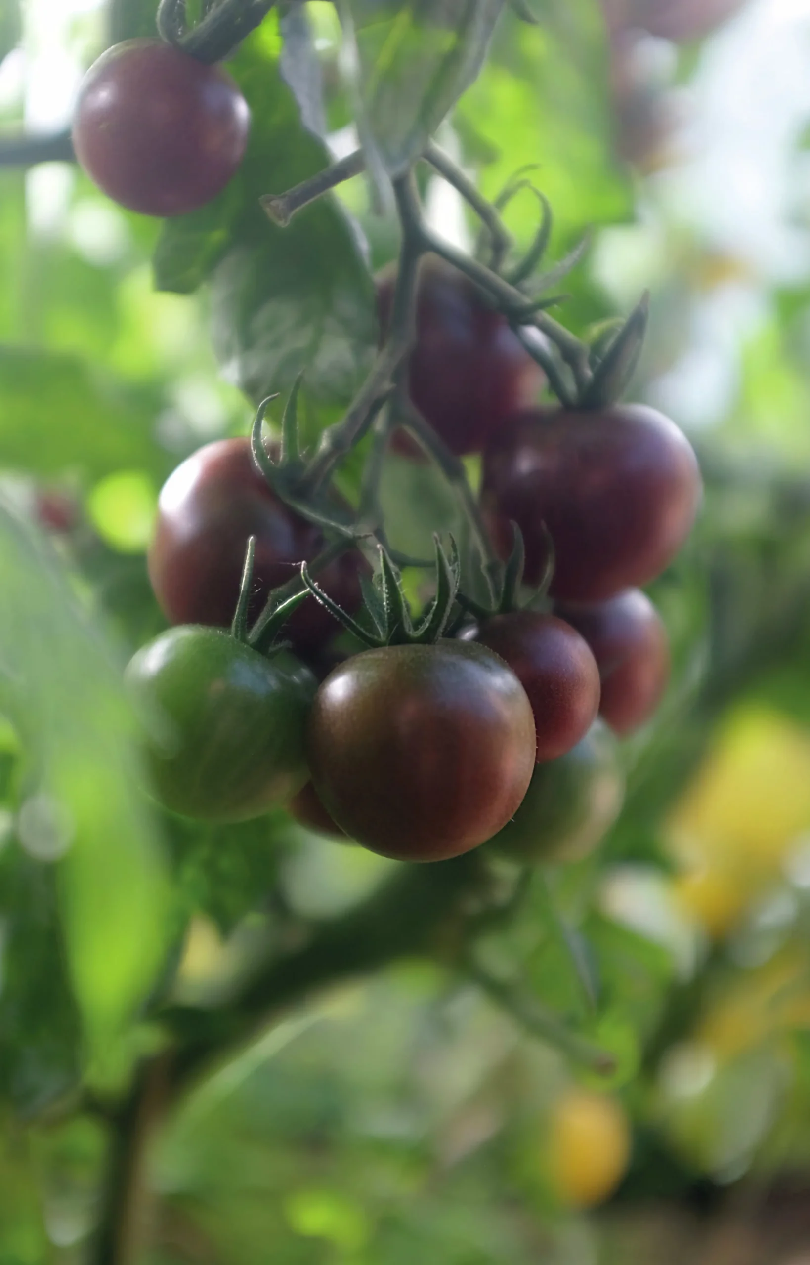 Fröer Cocktailtomat Black Cherry Hög Organic>Nelson Garden New