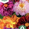 Fröer Dahlia Sommar Redskin>Nelson Garden Sale