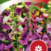 Fröer Fingerborgsblomma Blandade färger>Nelson Garden Discount