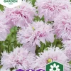 Fröer Fjädervallmo Lilac Pompom>Nelson Garden Outlet