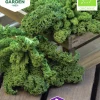 Fröer Grönkål Westlandse Winter Organic>Nelson Garden Online