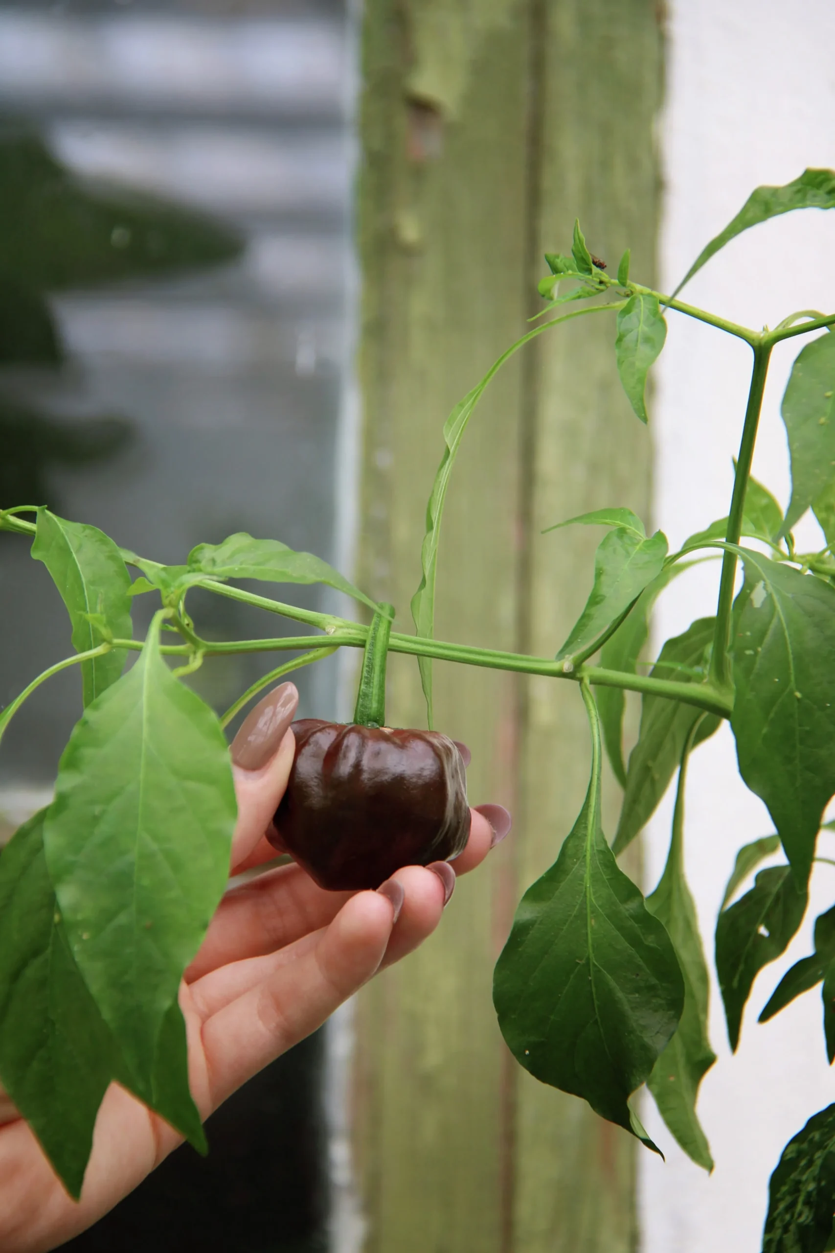 Fröer Havannapeppar Habanero Brun>Nelson Garden Discount