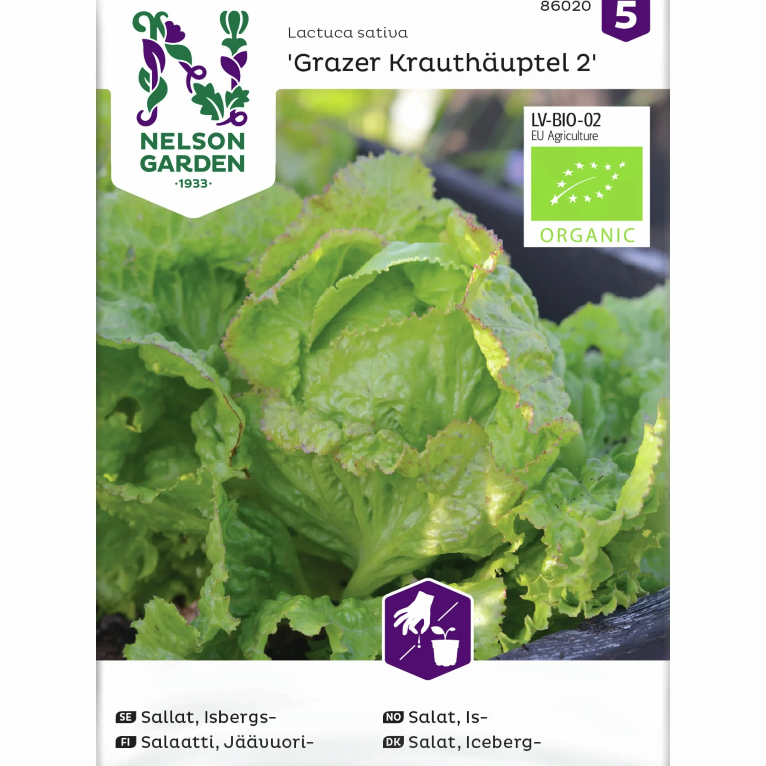 Fröer Isbergssallat Grazer Krauthäuptel 2 Org>Nelson Garden Hot
