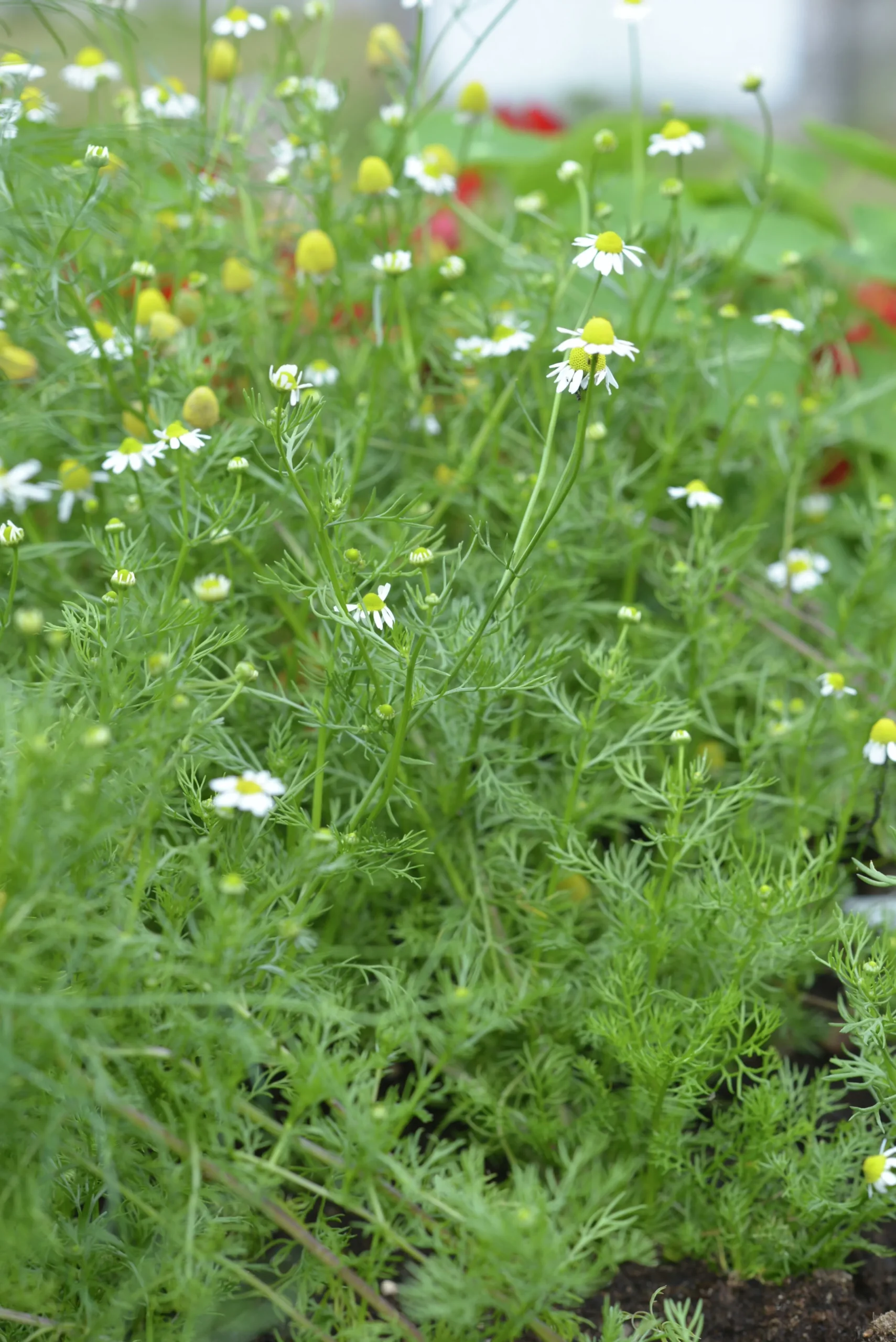 Fröer Kamomill Organic>Nelson Garden Best