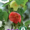 Fröer Klockmalva>Nelson Garden Clearance
