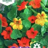 Fröer Krasse Busk- Tom Thumb Blandade Färger>Nelson Garden Hot