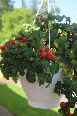 Fröer Körsbärstomat Cherry Falls>Nelson Garden Discount