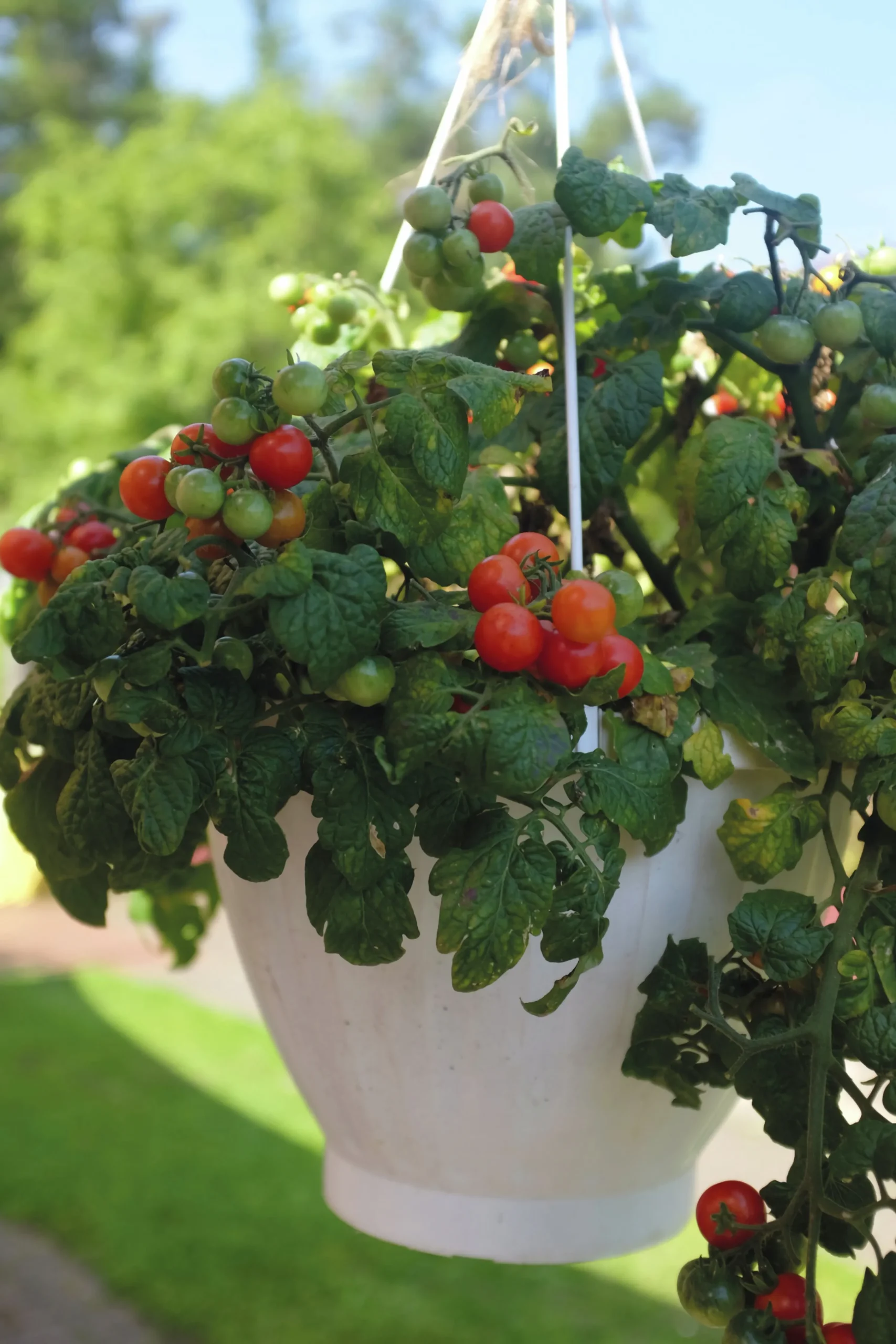 Fröer Körsbärstomat Cherry Falls>Nelson Garden Discount