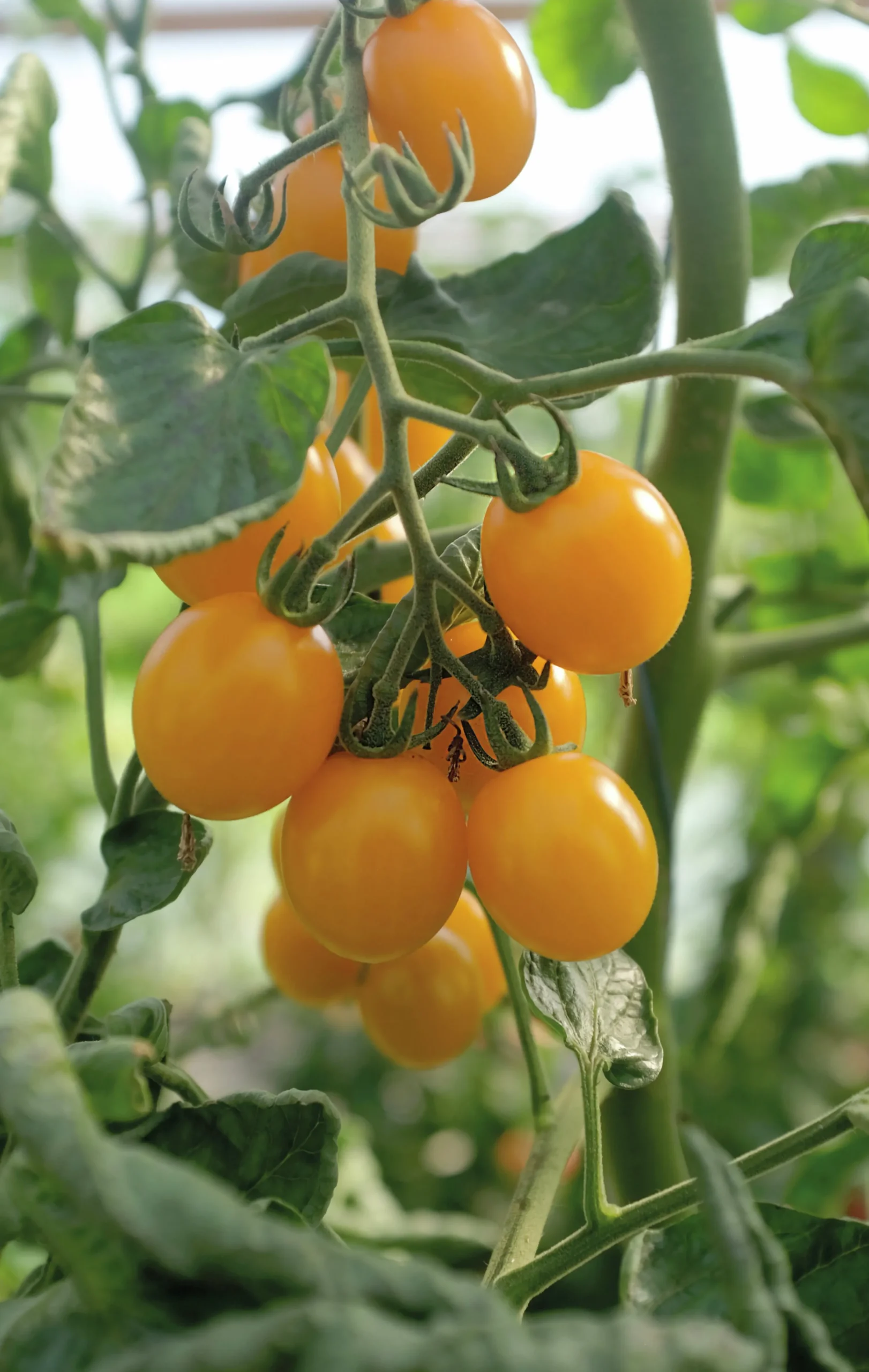 Fröer Körsbärstomat Golden Pearl F1 Hög>Nelson Garden Online