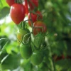 Fröer Körsbärstomat Monterrey F1 Hög Organic>Nelson Garden Online