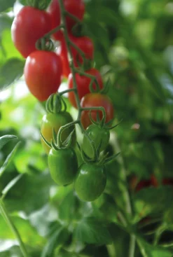 Fröer Körsbärstomat Monterrey F1 Hög Organic>Nelson Garden Online