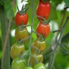 Fröer Körsbärstomat Krebs Linea Hög>Nelson Garden Sale