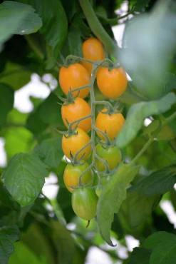 Fröer Körsbärstomat Krebs Mandarina Hög>Nelson Garden Sale