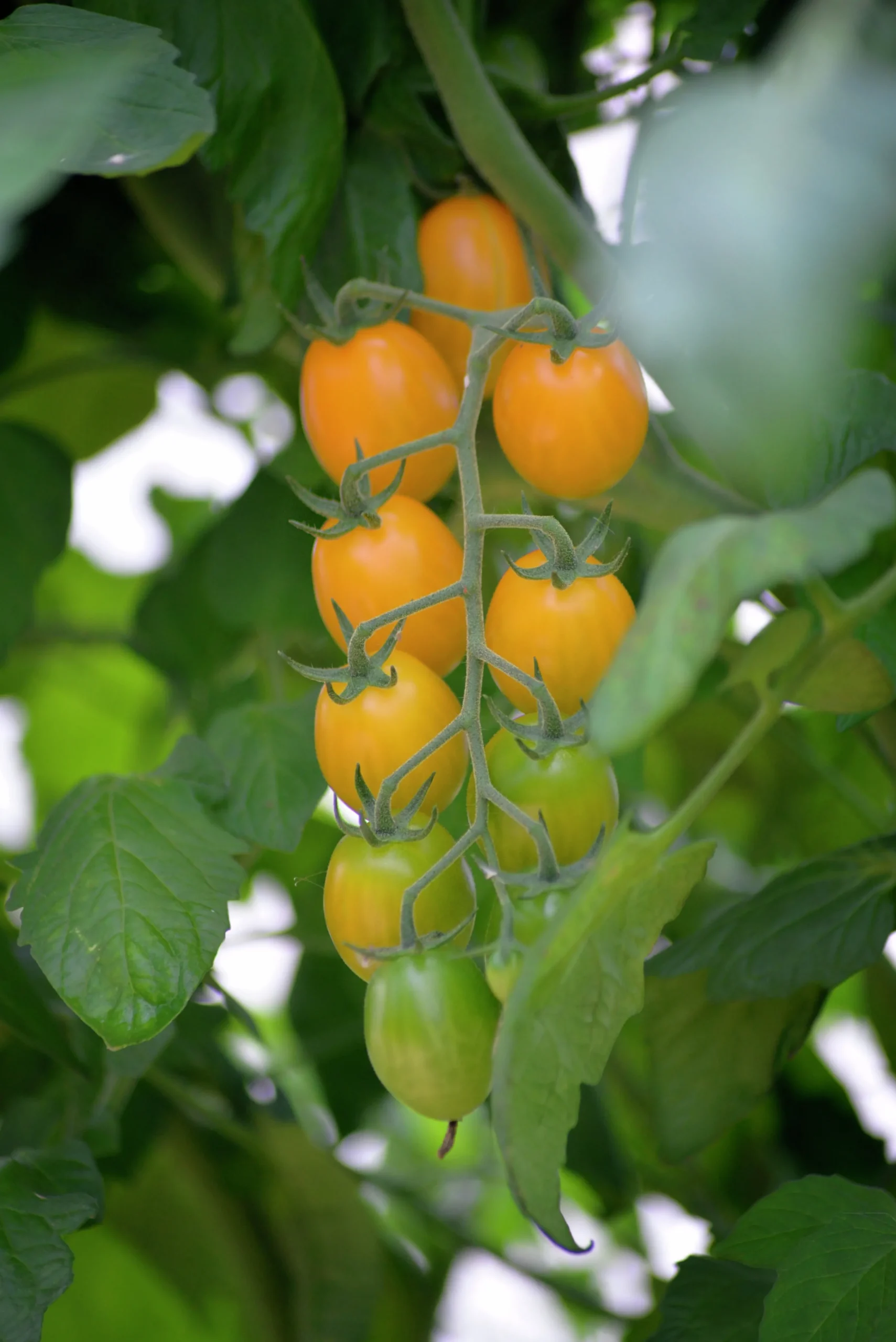 Fröer Körsbärstomat Krebs Mandarina Hög>Nelson Garden Sale