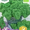 Fröer Krusbladig Persilja Grüne Perle Organic>Nelson Garden Sale