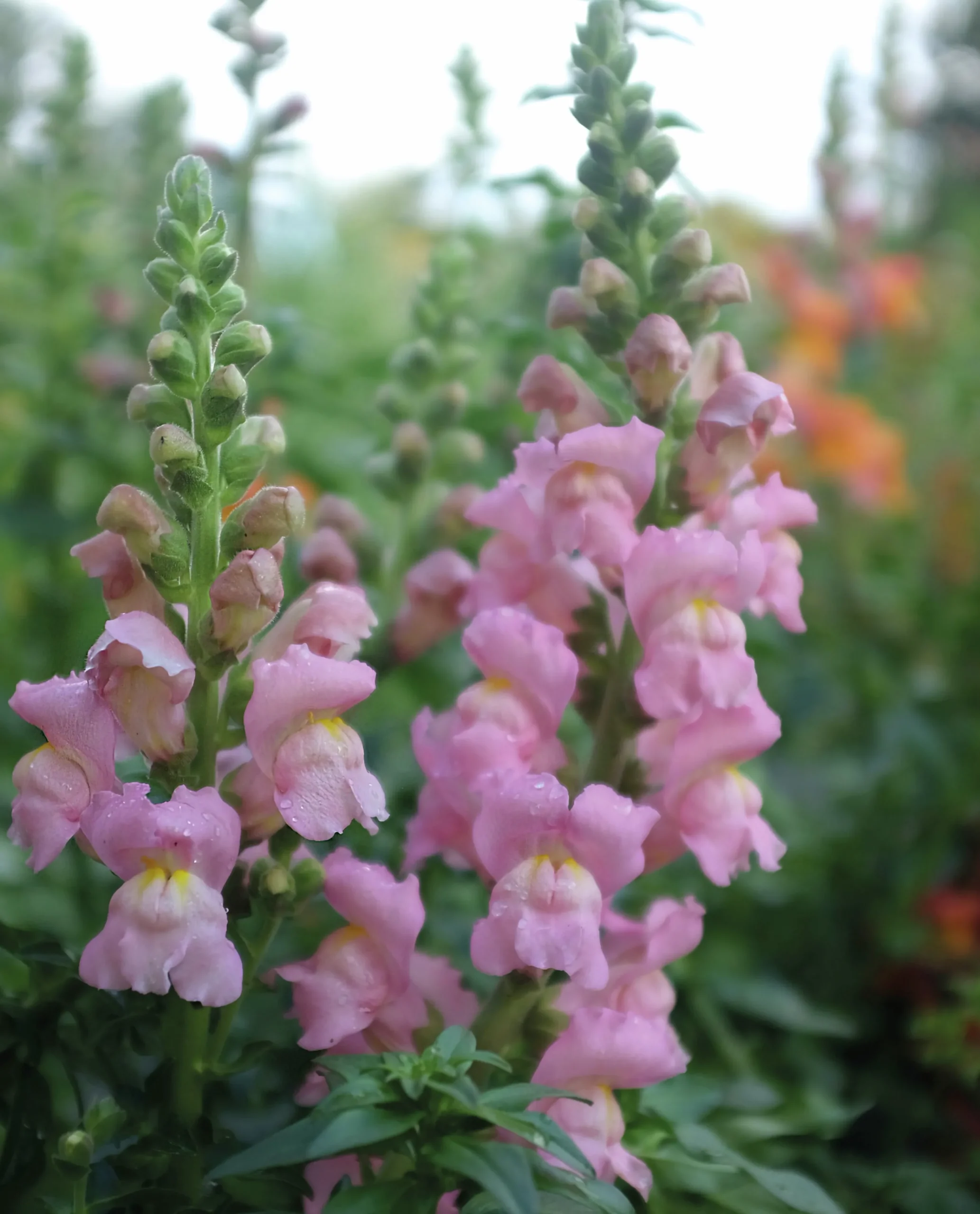 Fröer Lejongap Opus Pink F1>Nelson Garden