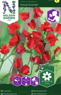 Fröer Luktärt Royal Scarlet Röd>Nelson Garden Hot