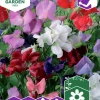 Fröer Luktärt Royal Blandade färger Big Pack>Nelson Garden Outlet