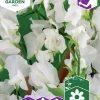 Fröer Luktärt Royal White Vit>Nelson Garden Hot