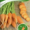 Fröer Morot Sommar Oxheart>Nelson Garden Discount