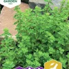 Fröer Oregano Kungsmynta>Nelson Garden Online