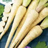 Fröer Palsternacka White Gem>Nelson Garden Discount