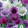Fröer Pappersblomster Blandade Färger>Nelson Garden New