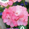 Fröer Pelargon Inspire Pink F1 Rosa>Nelson Garden Best