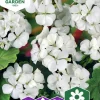 Fröer Pelargon Inspire White F1 Vit>Nelson Garden Sale