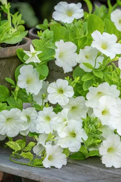 Fröer Petunia Opera Supreme White F1>Nelson Garden