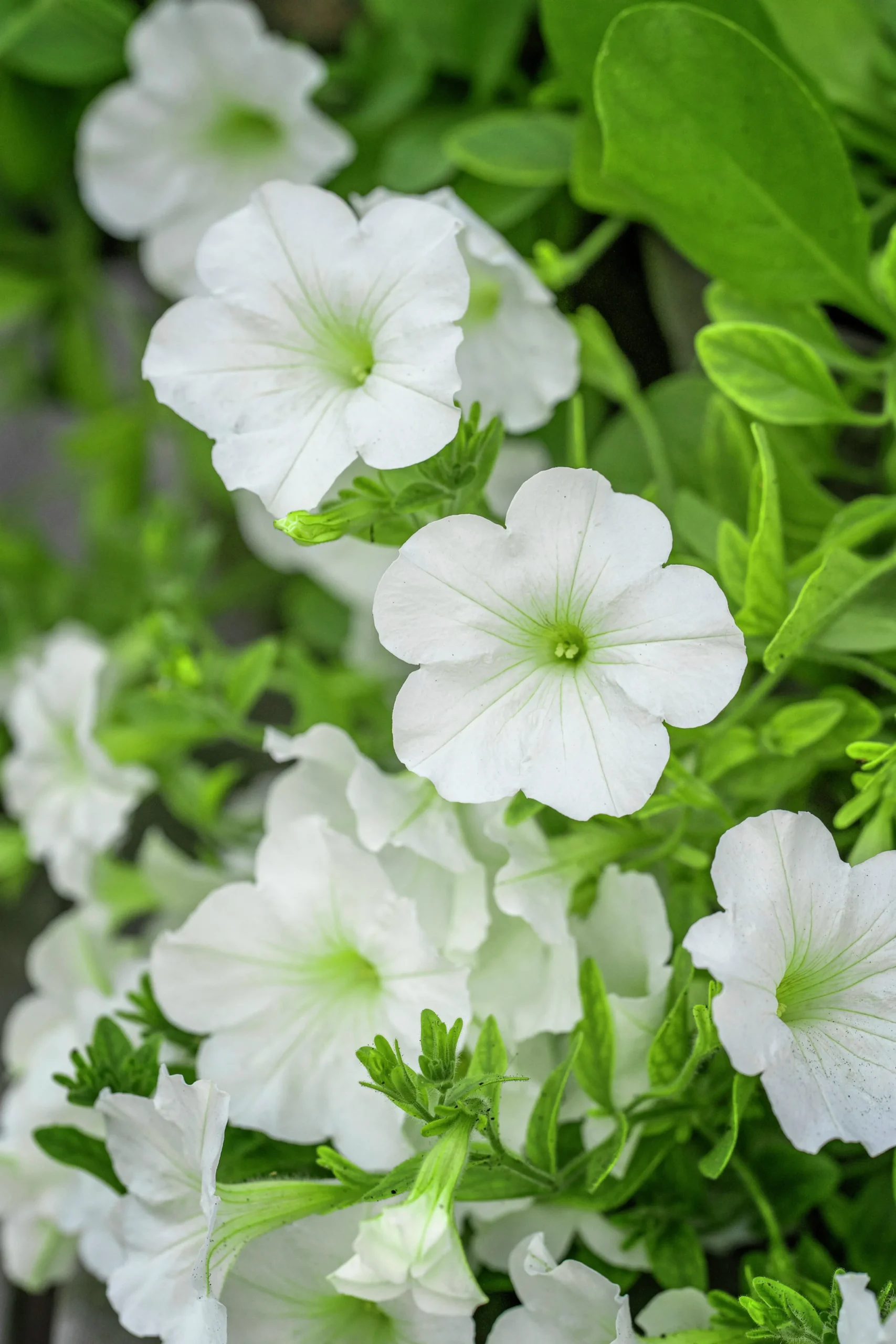 Fröer Petunia Opera Supreme White F1>Nelson Garden