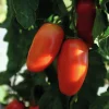Fröer Plommontomat Agro F1 Hög Organic>Nelson Garden