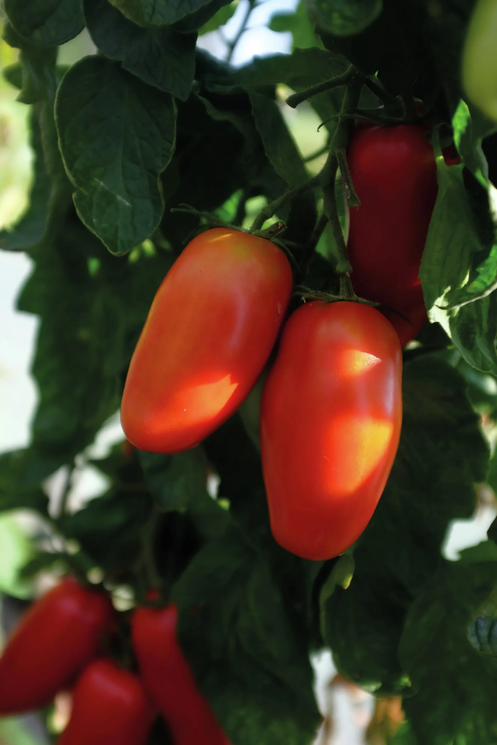 Fröer Plommontomat Agro F1 Hög Organic>Nelson Garden