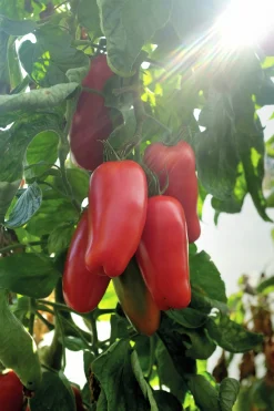 Fröer Plommontomat Agro F1 Hög Organic><noscript><img width=