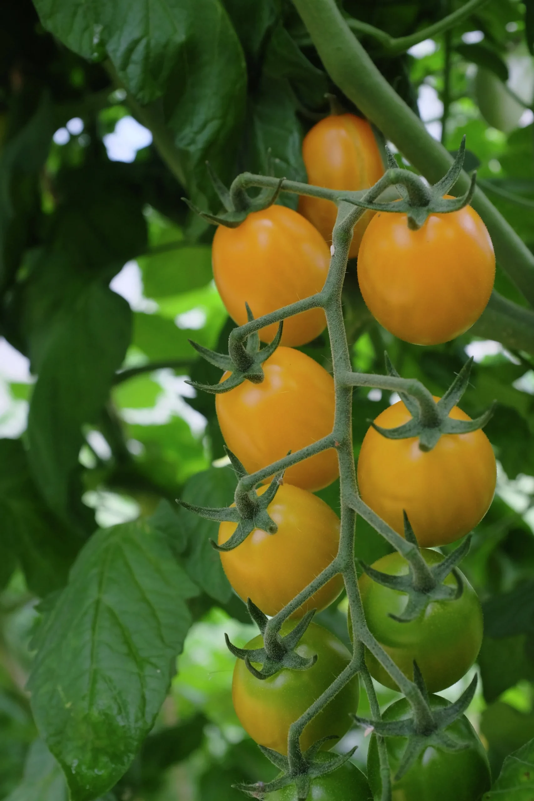 Fröer Plommontomat Krebs Honey Plum Hög>Nelson Garden Discount