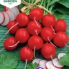 Fröer Rädisa Cherry Belle>Nelson Garden Online
